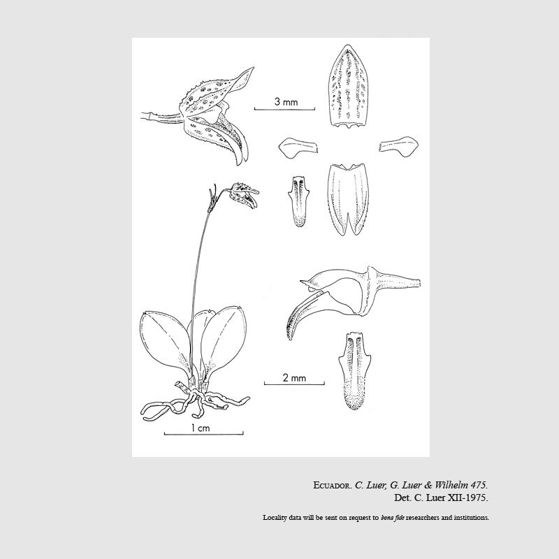 Specklinia acanthodes